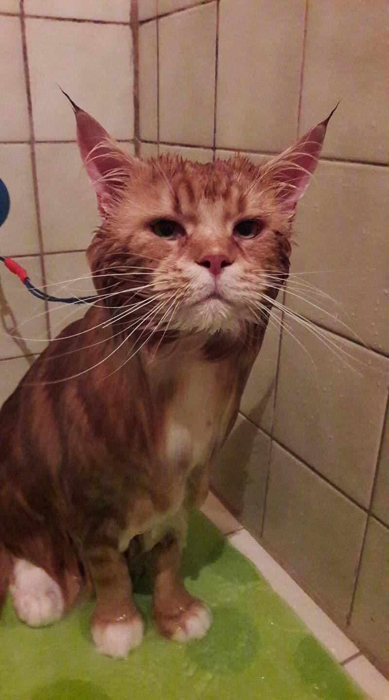 kattevask